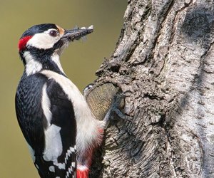 Was fressen Buntspechte? Wir verraten es dir!