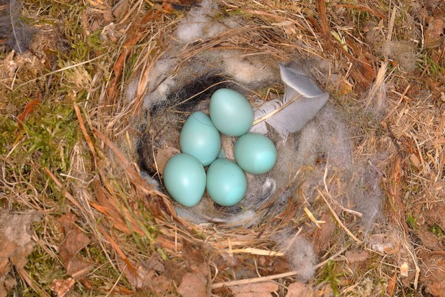 Die Eier des Gartenrotschwanzes sind intensiv bläulich bis blaugrün Die Eier des Gartenrotschwanzes sind intensiv bläulich bis blaugrün