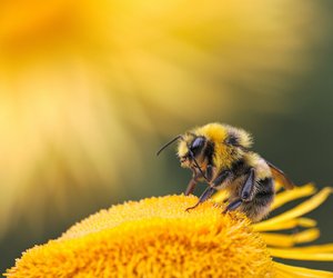 Was fressen Bienen? Das brauchen Larven und erwachsene Bienen