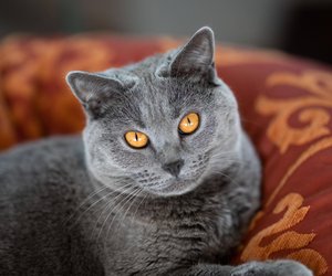 Katzenrassen an einem Bild erkennen: Beweis dein Samtpfoten-Wissen im Quiz