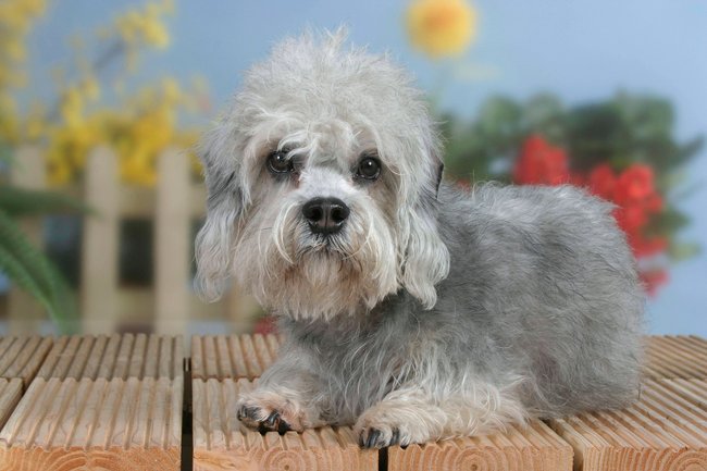 Ein Dandie Dinmont Terrier liegt und schaut in die Kamera. Ein Dandie Dinmont Terrier liegt und schaut in die Kamera.