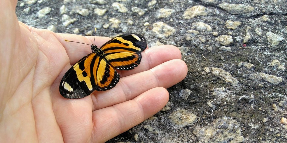 Wie lange leben Schmetterlinge? Ihr Lebenszyklus leicht erklärt Wie lange leben Schmetterlinge? Ihr Lebenszyklus leicht erklärt