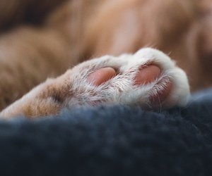 Freunde der Samtpfoten holen sich jetzt diesen Katzen-Hängesessel von Lidl