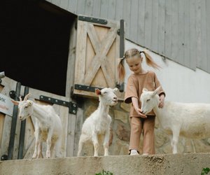 Ziegenmilch fürs Baby: Ist sie eine gute Alternative zu Kuhmilch?