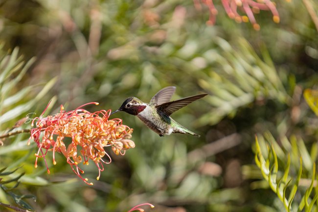 Kolibri auf Nahrungssuche Kolibri auf Nahrungssuche