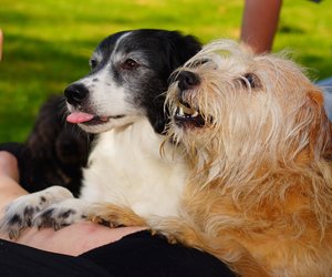 Dürfen Hunde Chips essen? Das solltest du wissen