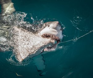 Naturgewalt pur: Die Tiere mit der stärksten Beißkraft der Welt