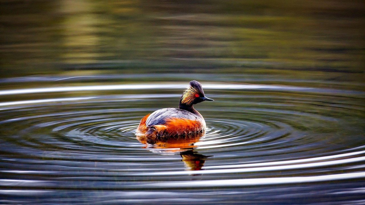 Der Ohrentaucher mit auffälligem Gefieder Der Ohrentaucher mit auffälligem Gefieder