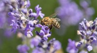 Mit diesen 9 Pflanzen bereitet ihr Bienen ein Fest auf eurem Balkon oder im Garten