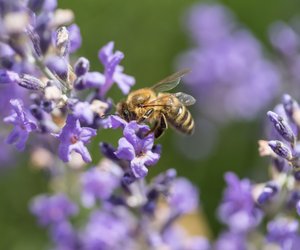 Mit diesen 9 Pflanzen bereitet ihr Bienen ein Fest auf eurem Balkon oder im Garten