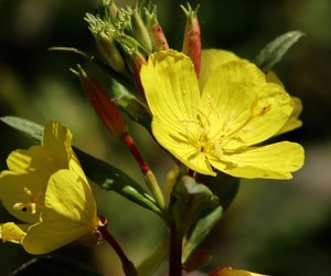 Ist die Nachtkerze giftig oder harmlos?