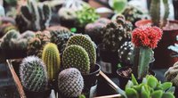 Kakteen umtopfen: Mit diesen Tipps schenkt ihr ihnen ein neues Zuhause