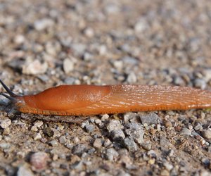 Diese einfachen Tipps halten Schnecken aus dem Garten fern