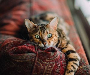 Mit diesen zwei Tricks bekommst du nervige Katzenhaare von deinem Sofa