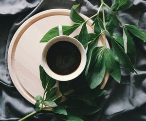 Achtung beim Düngen: Mit Kaffeesatz schadest du diesen Pflanzen