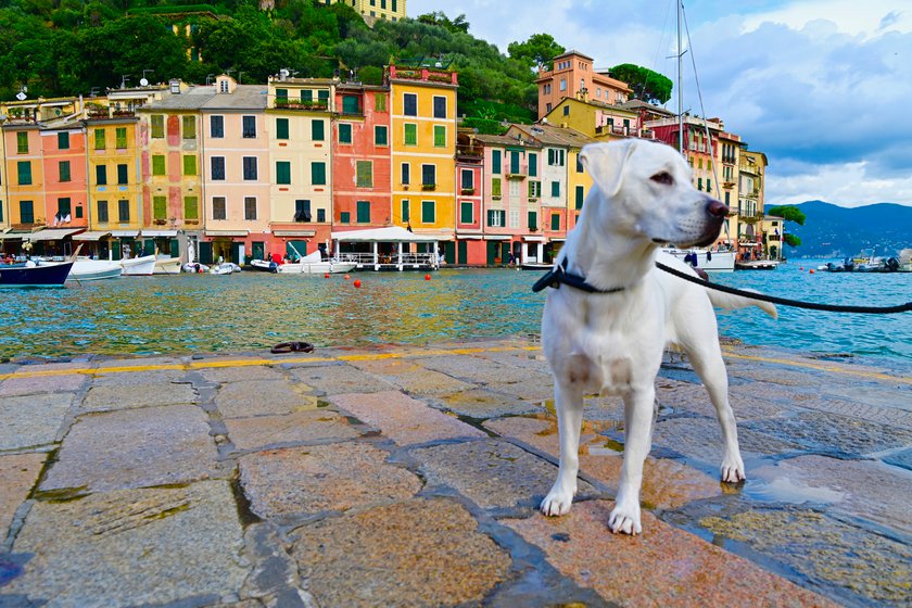Labrador in Portofino Labrador in Portofino