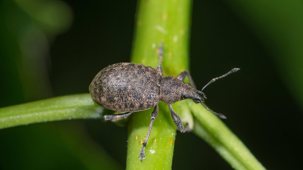 Der Dickmaulrüssler ist ein Schädling in vielen Gärten. Der Dickmaulrüssler ist ein Schädling in vielen Gärten.