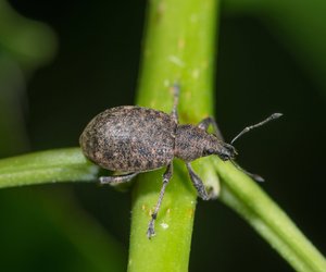 Dickmaulrüssler im Garten bekämpfen: Das hilft wirklich!