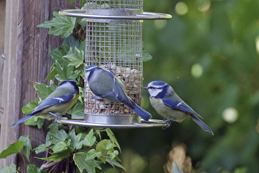 Drei Kohlmeisen bedienen sich an einer Futterstelle im Garten.