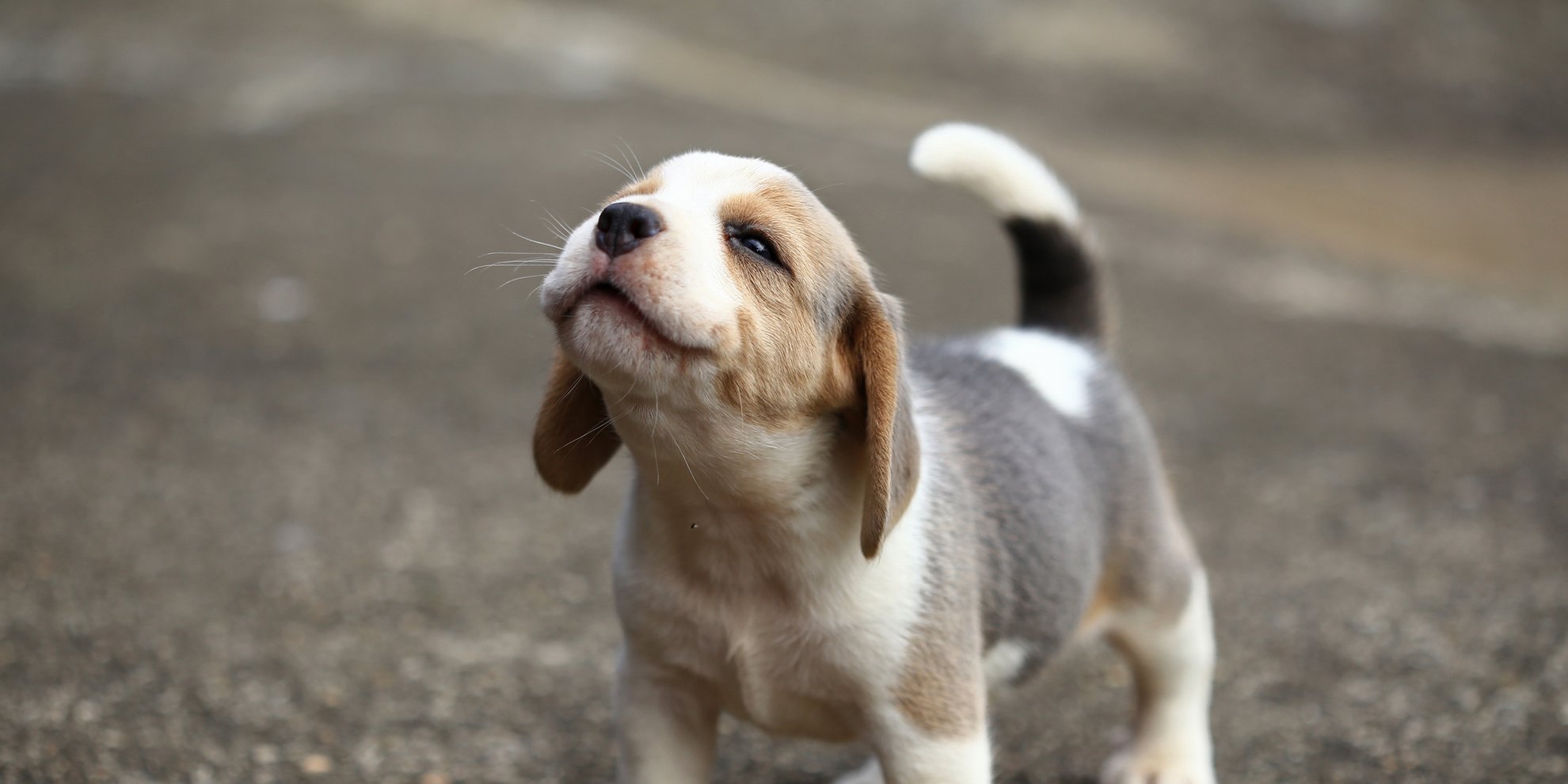 Hundewelpen Quiz: Erkennst du diese niedlichen Fellnasen?