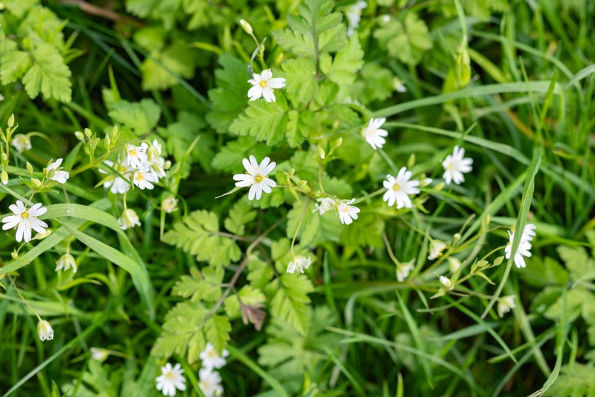 Vogelmiere von oben Vogelmiere von oben