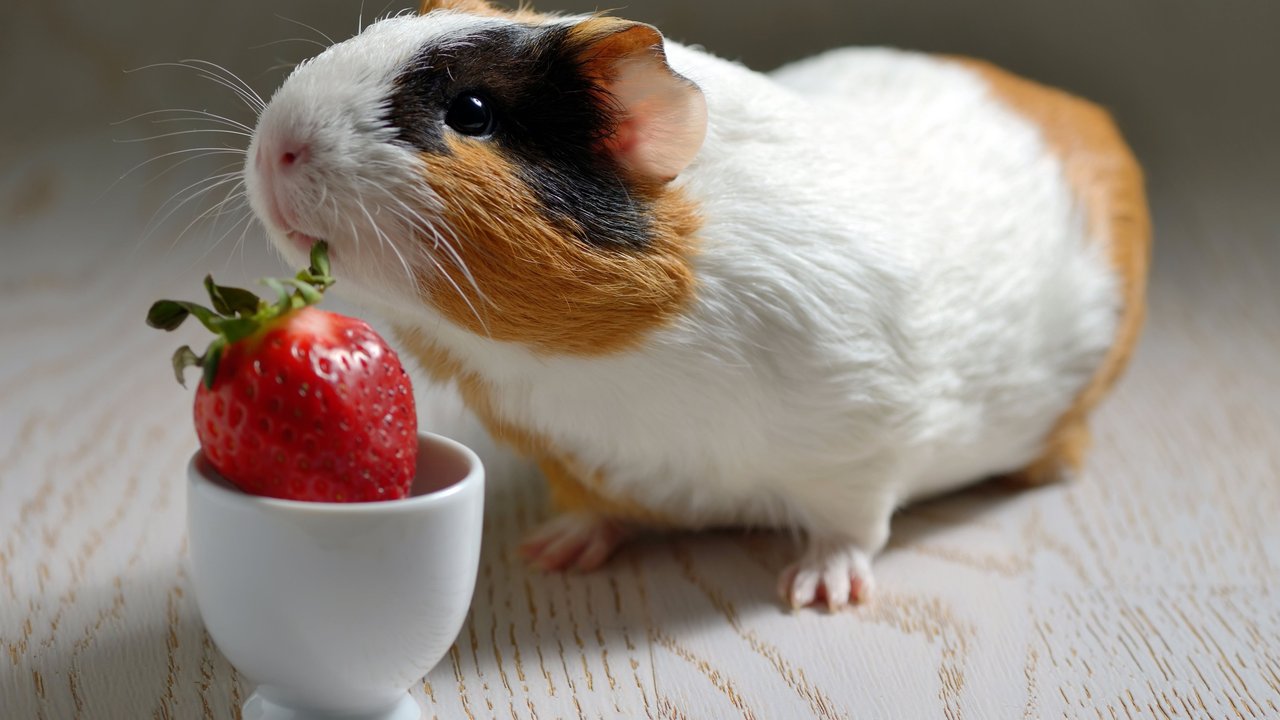 Obst und Gemüse stehen bei Meerschweinchen hoch im Kurs.