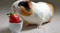 Dürfen Meerschweinchen Erdbeeren essen? Das gilt für die süßen Früchtchen