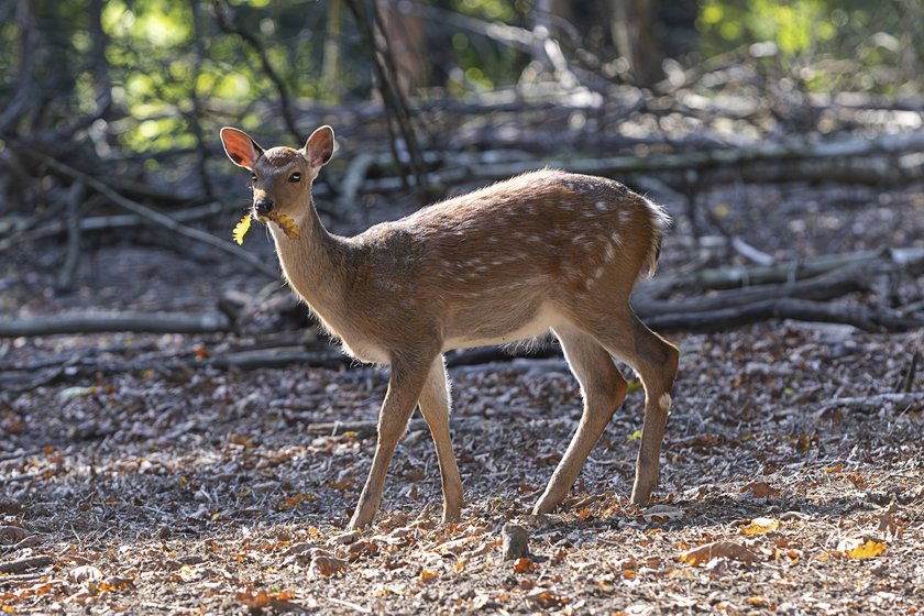 Ein Reh mit Laub im Maul spaziert durch den beleuchteten Wald.