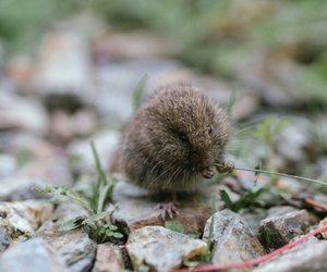 Ist die Spitzmaus giftig? Das solltest du beachten
