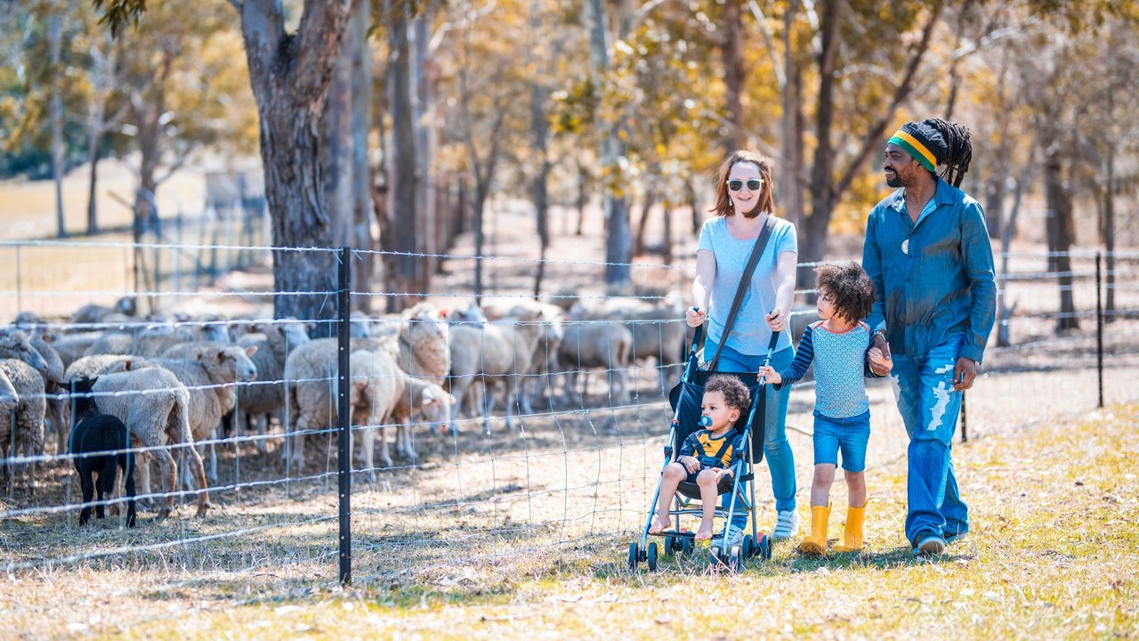 Heilwolle: Familie läuft an Schafherde hinter Zaun vorbei