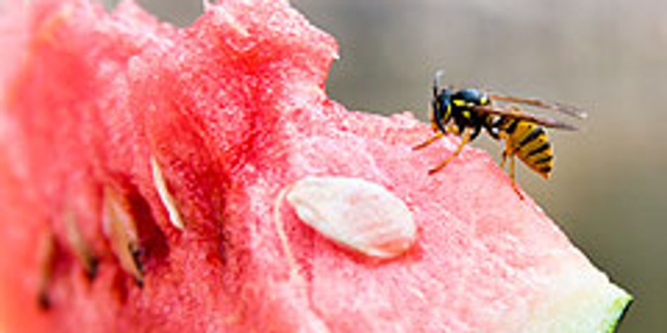 Hilfe gegen Insektenstiche Hilfe gegen Insektenstiche