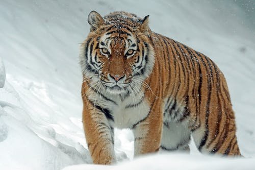 Tiger im Schnee Tiger im Schnee
