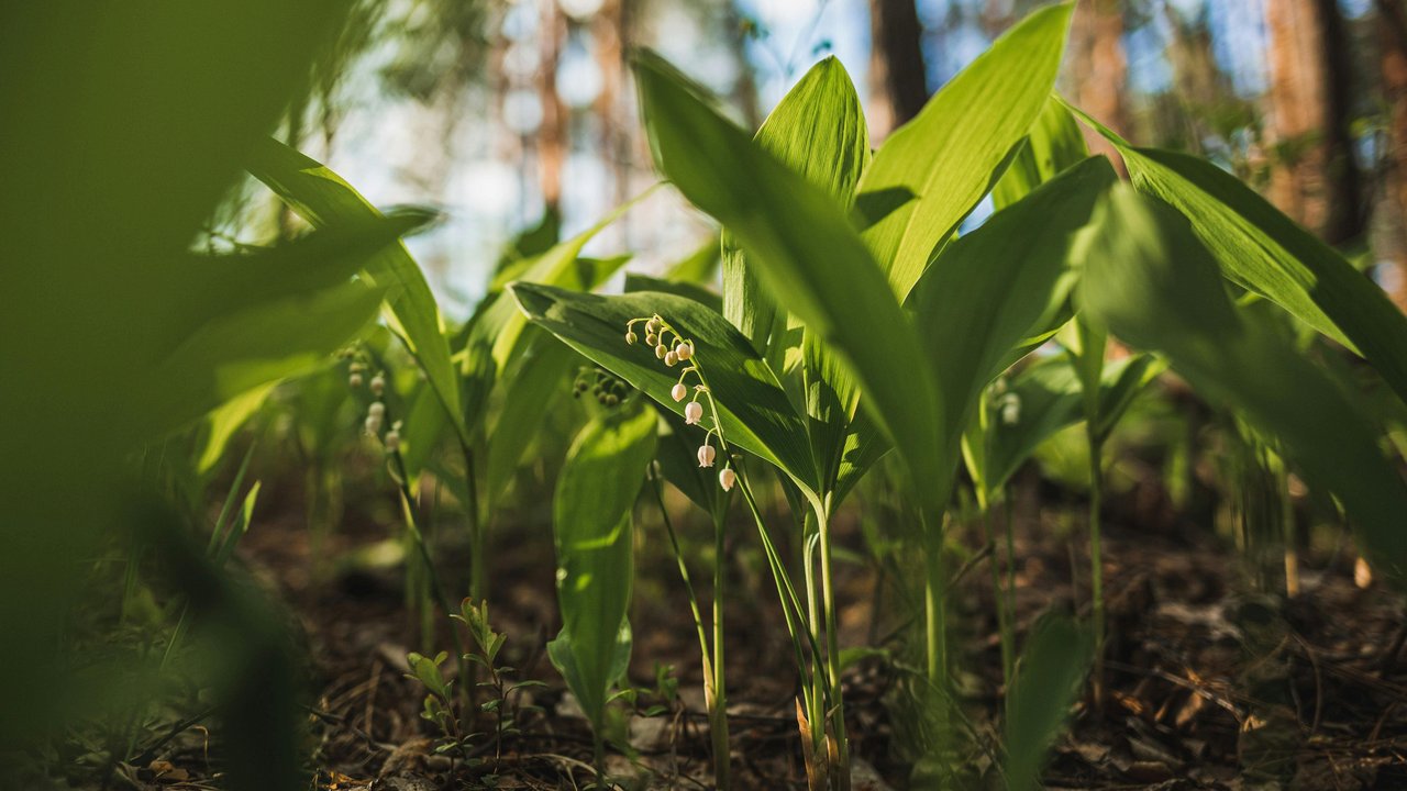 Bei direktem Kontakt können Maiglöckchen die Haut reizen. Wasch dir daher immer die Hände oder zieh Handschuhe über! Bei direktem Kontakt können Maiglöckchen die Haut reizen. Wasch dir daher immer die Hände oder zieh Handschuhe über!