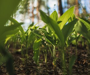 Sind Maiglöckchen giftig? Alle wichtigen Infos hier