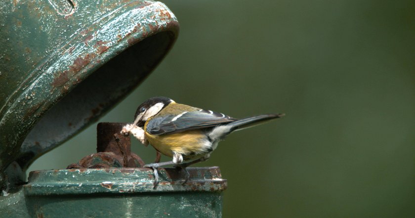 Die Kohlmeise füttert ihre Nachkommen in einer alten Pumpe.