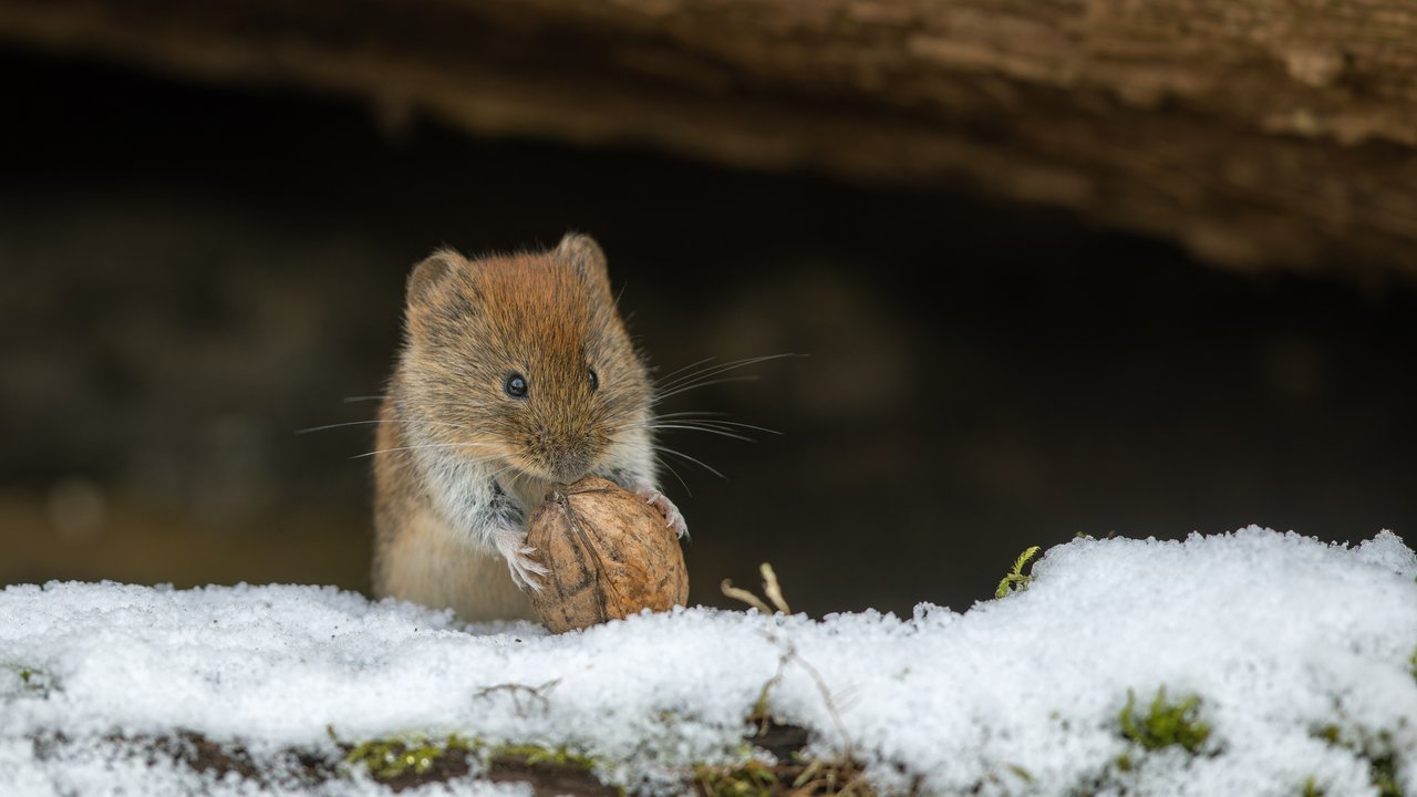 Cute bank vole (Myodes glareolus) tries to carry a walnut in winter.