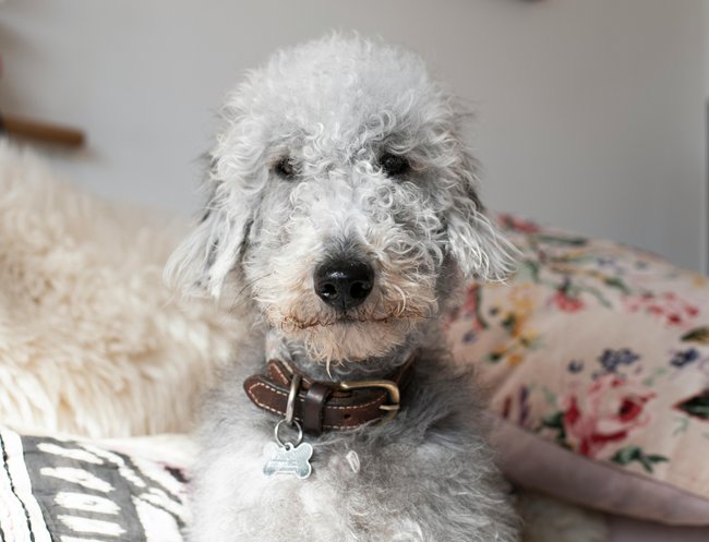 weißer Bedlington Terrier mit braunem Halsband weißer Bedlington Terrier mit braunem Halsband