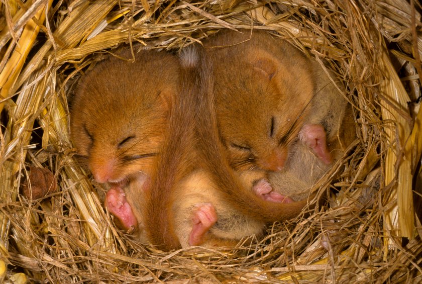 Bis zu sechs Monate halten Haselmäuse Winterschlaf. Bis zu sechs Monate halten Haselmäuse Winterschlaf.