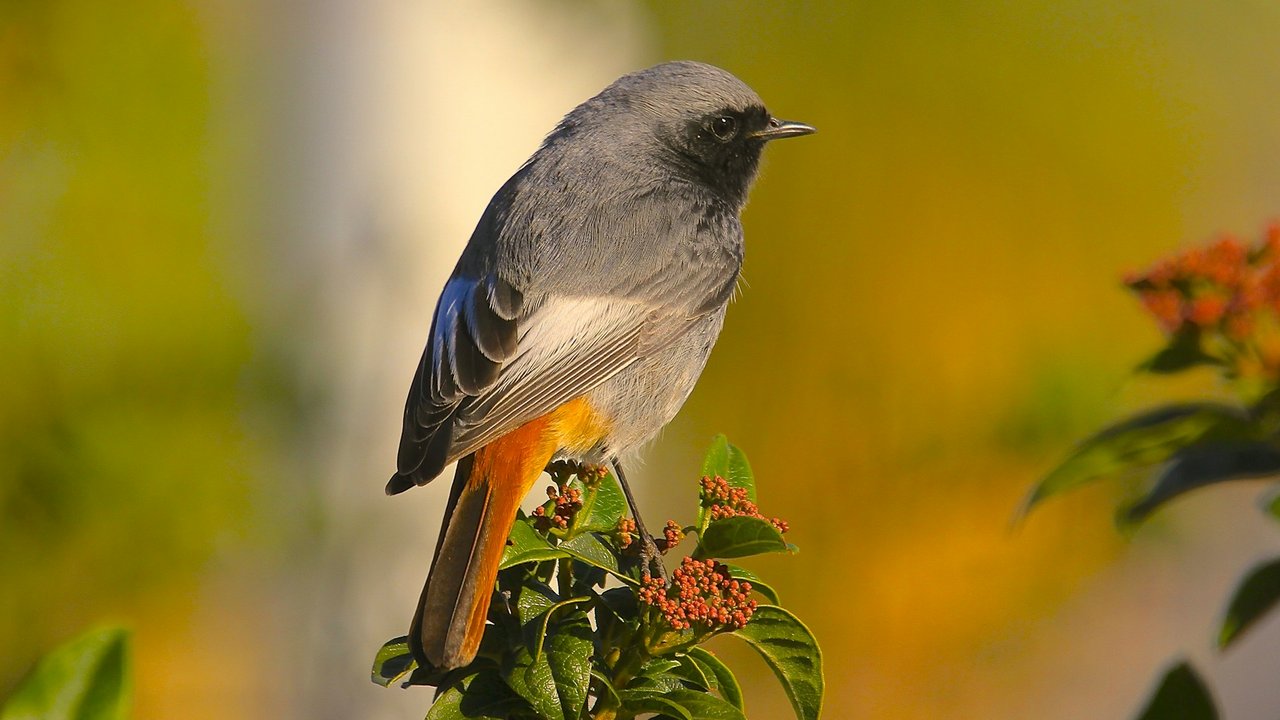 Was unterscheidet den Hausrotschwanz vom Gartenrotschwanz? Was unterscheidet den Hausrotschwanz vom Gartenrotschwanz?