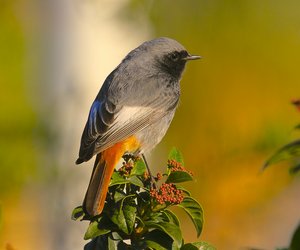 Gartenrotschwanz oder Hausrotschwanz: So erkennst du den Unterschied zwischen den Vögeln