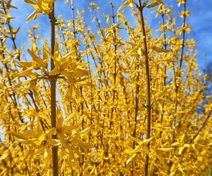 Ist die Forsythie giftig? Alles, was du darüber wissen solltest