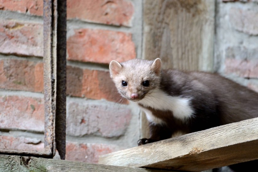 Steinmarder sind scheu, aber auch neugierig. Steinmarder sind scheu, aber auch neugierig.