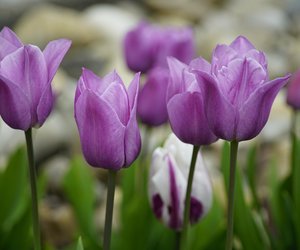 Sind Tulpen giftig für Katzen? Das gilt für die beliebten Frühjahrsblumen