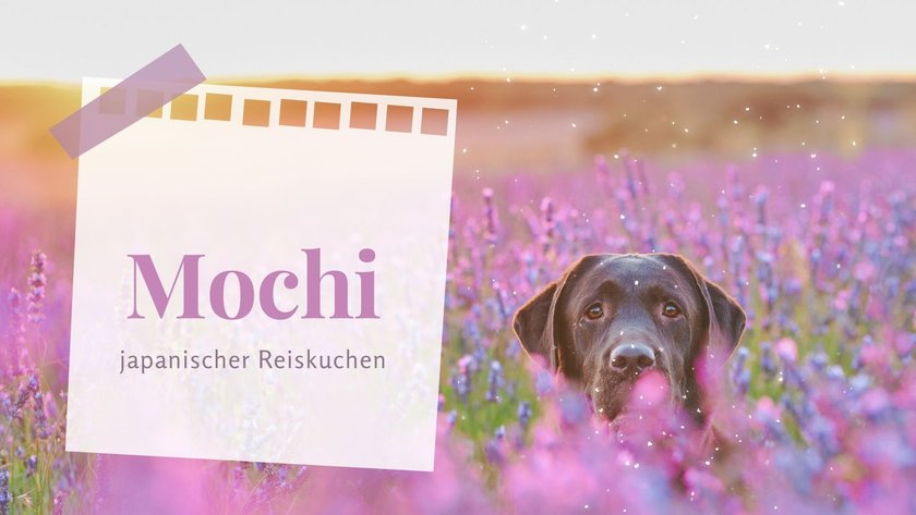 Die putzigsten weiblichen Hundenamen: Mochi