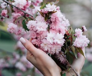 Farbenfroher Frühlingsbeginn: 5 rosa blühende Bäume