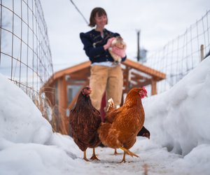 Frieren Hühner? Darauf müssen Halter im Winter achten