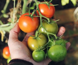 Mit diesem genialem Trick pflanzt du Tomatenpflanzen nachhaltig an