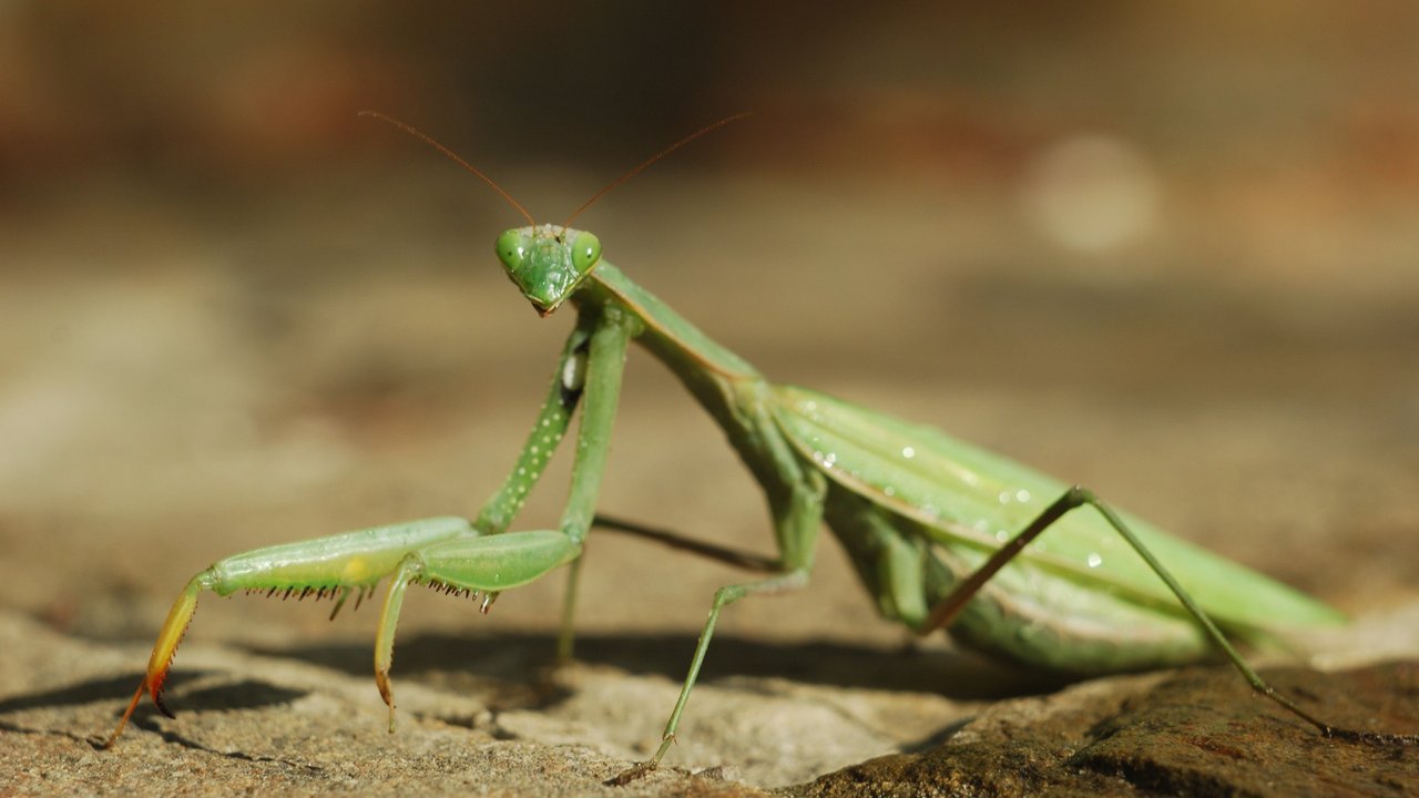 Die Gottesanbeterin sieht merkwürdig, aber interessant aus. Die Gottesanbeterin sieht merkwürdig, aber interessant aus.