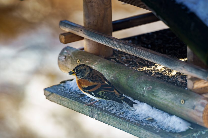 Ein Bergfink bedient sich an einem Vogelhäuschen.