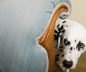 7 Geräusche, durch die Hunde nervös werden